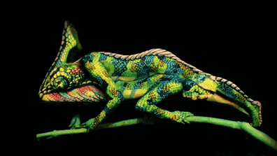 hameleona-fotografiya-dumaete-kreativy-graffiti-graffiti-na-stenah_8048204271 (396x223, 1912Kb)