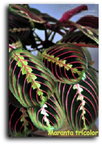 Maranta-tryohtsvetnaya-204x300 (332x472, 67Kb)