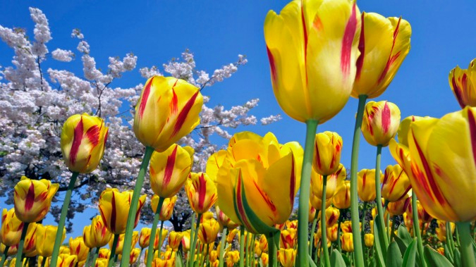 yellow_red_tulips_1920x1080-675x379[1] (675x379, 355Kb)
