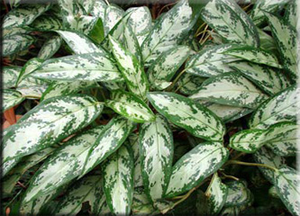 1428814621_aglaonema_commutatum (333x240, 84Kb)
