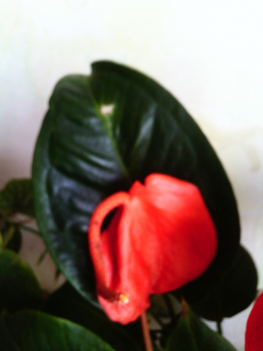 5107888_IMG_20150412_102926 (525x700, 198Kb)