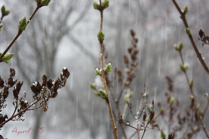 4052195_IMG_1312 (700x466, 346Kb)