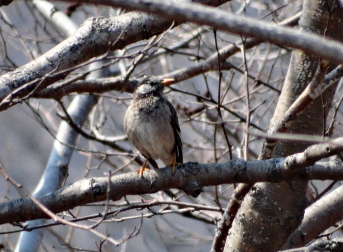 5559494_DSC02443 (700x513, 143Kb)