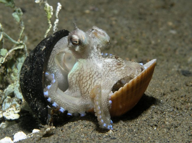 1260875010_octopus_marginatus (650x487, 269Kb)