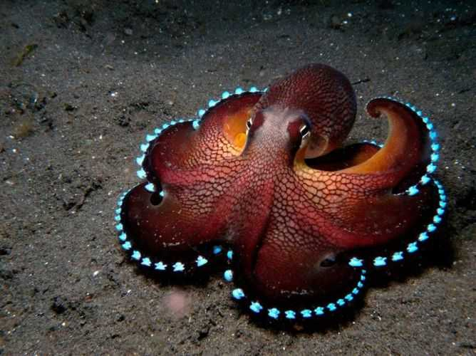 octopus (668x500, 242Kb)