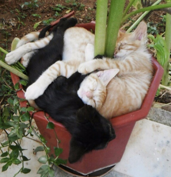 15209160-R3L8T8D-650-funny-cat-plant-1__605 (650x671, 362Kb)