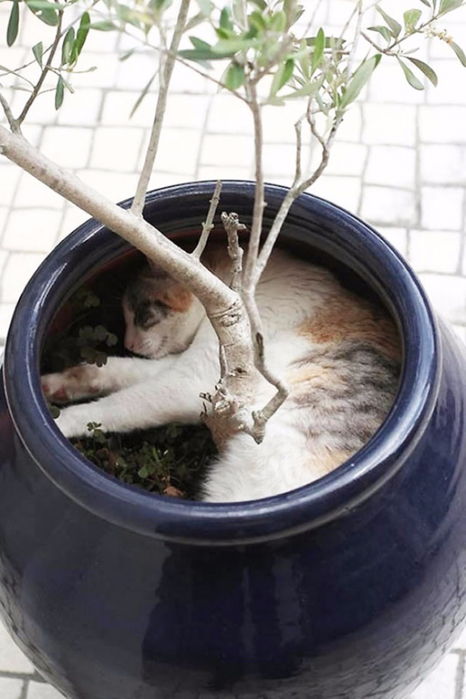 15209560-R3L8T8D-650-cat-in-flowerpot-10__605 (466x700, 279Kb)