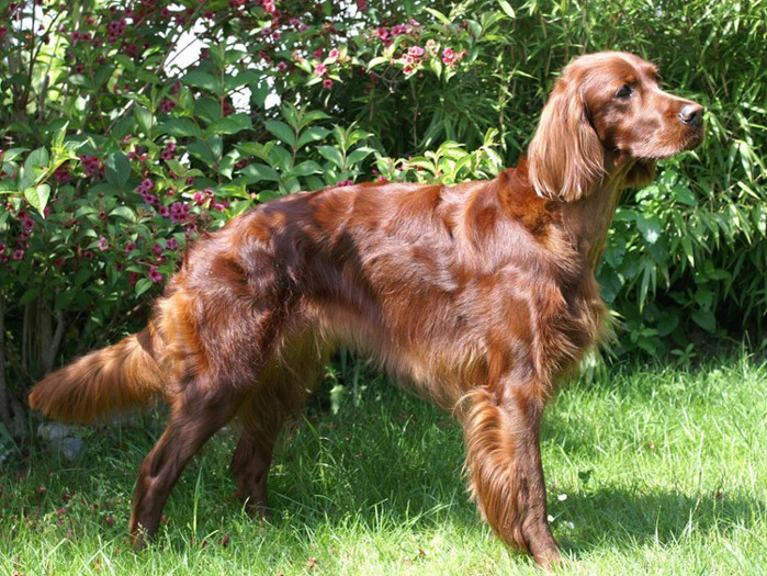 4622790_SETTER (700x525, 197Kb)