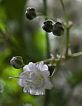 0_67ab3_ba23a76_S (117x150, 22Kb)