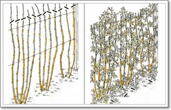 Обрезка ежемалины осенью для начинающих в картинках пошагово
