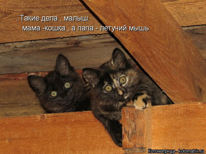 kotomatritsa_ZL (700x524, 386Kb)