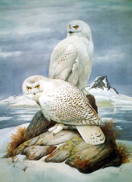 posterlux-peterson_roger_tory-rtp_23_snowy_owls_1976_rogertorypeterson_sqs (437x600, 205Kb)