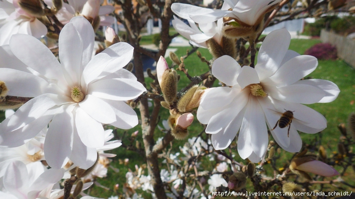 Les fleurs sunny magnolia