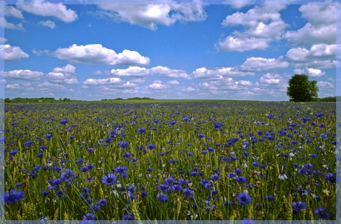 4160157_5268_Natur_Estland__Foto_Arne_Ader_klein (700x460, 157Kb)