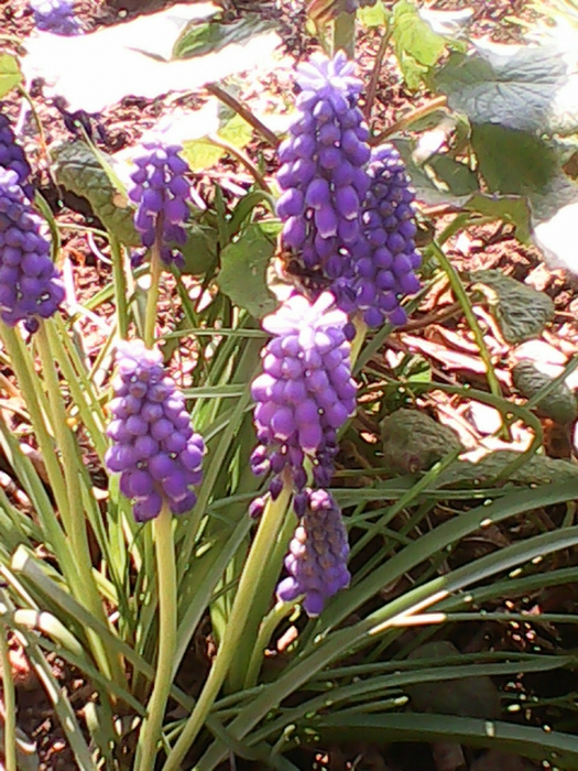 5680772_IMG_20150425_095349771 (525x700, 350Kb)