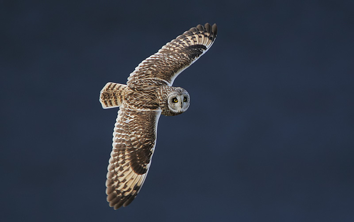 bolotnaya-sova foto 1 (onbird.ru) (700x440, 145Kb)