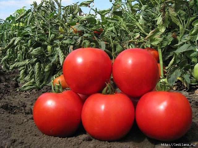 3925311_tomati_pomidori (640x480, 165Kb)