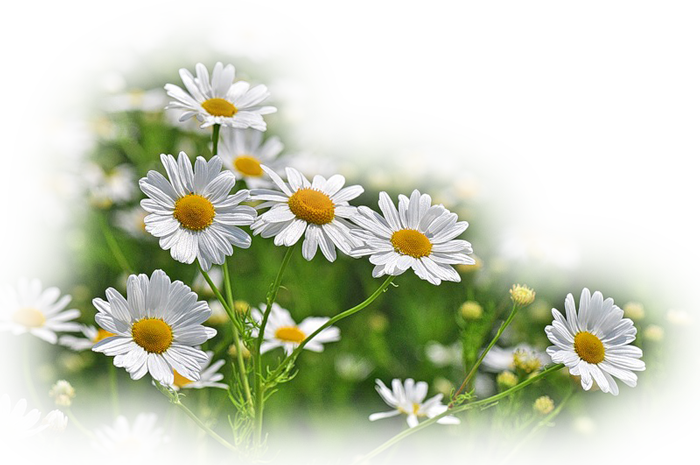 9640243 (700x465, 652Kb)