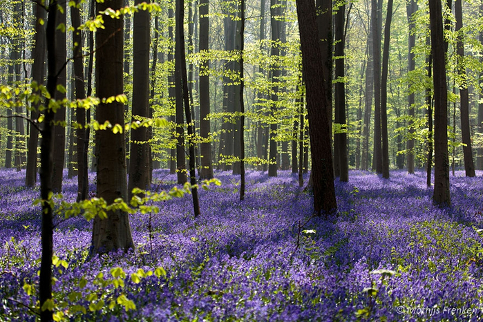 bluebells-blooming-hallerbos-forest-belgium-11 (700x466, 552Kb)