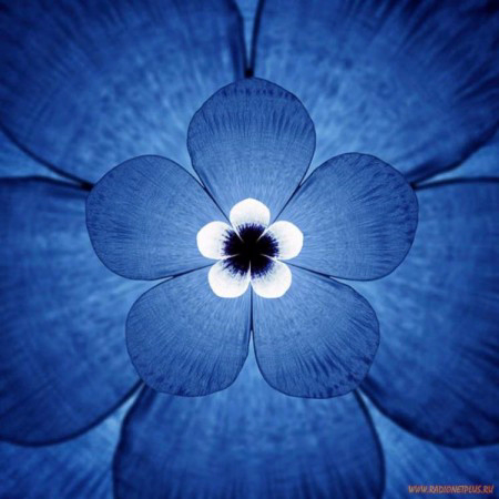 4030440_78483778 (450x450, 148Kb)