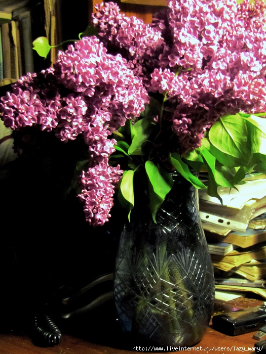 IMG_0068 (525x700, 327Kb)