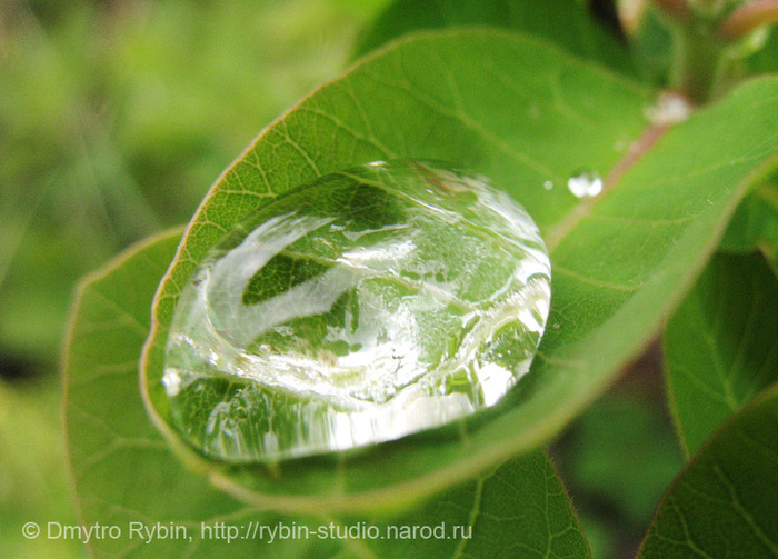 5179278_green_drop_1600px_aa1 (700x503, 137Kb)