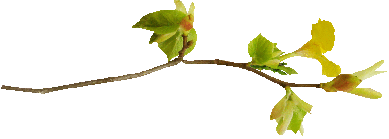 81 (389x139, 9Kb)