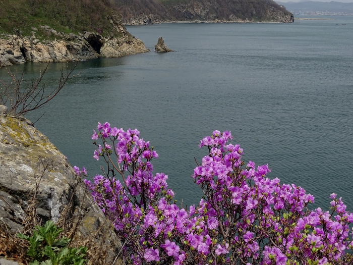 Цветение багульника в приморье фото