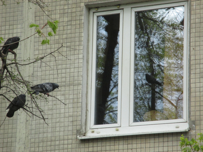 IMG_0064 (700x525, 477Kb)