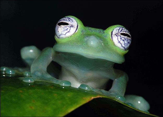 aanimal.discovery.com (625x450, 40Kb)