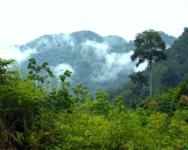 borneo_rainforest (640x512, 57Kb)