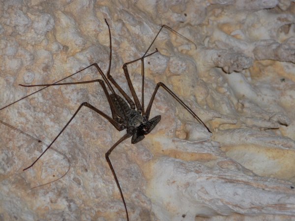 3517666-Evil-cave-spider-at-Finca-Poptun-0 (600x450, 57Kb)