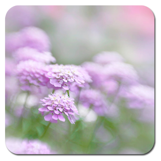 _ (539x540, 311Kb)