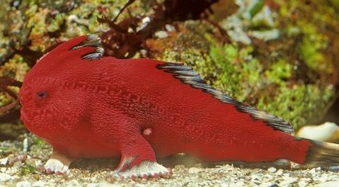    - Handfish3a (479x265, 30Kb)