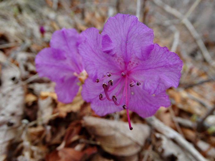 5559494_DSC03835 (700x525, 212Kb)