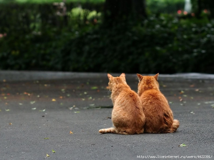 Animals_Cats_Two_red_cat_029185_ (700x525, 177Kb)