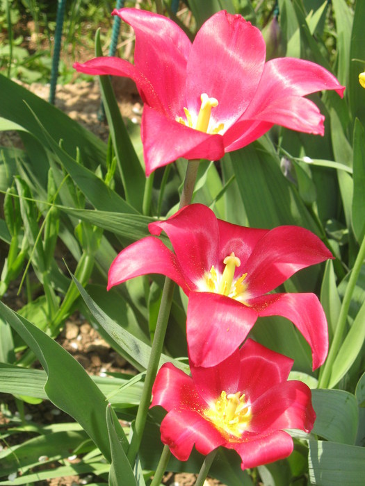 IMG_3390 (525x700, 114Kb)