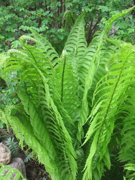 IMG_3416 (525x700, 169Kb)