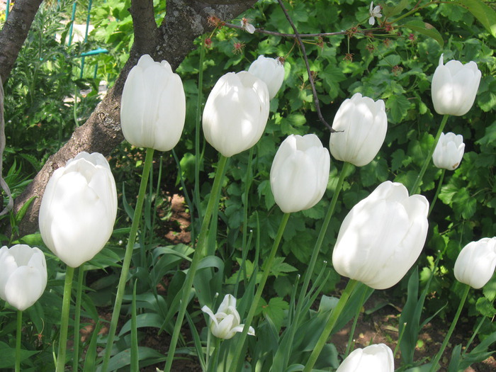 IMG_3468 (700x525, 140Kb)