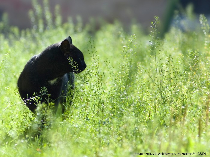 Animals_Cats_Cat_on_walk_027993_ (700x525, 228Kb)