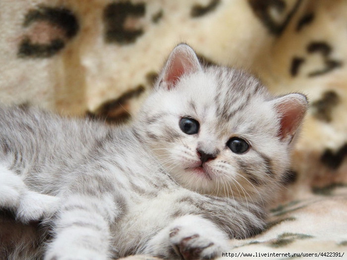 Animals_Cats_Fluffy_Kitten_024104_ (700x525, 197Kb)