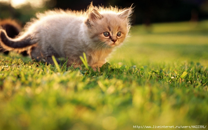 Animals_Cats_Little_kitten_026156_ (700x437, 174Kb)