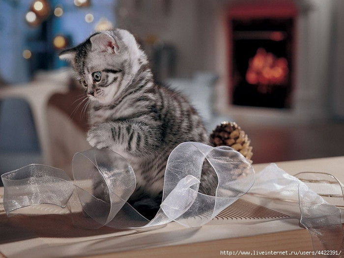 Animals_Cats_Playing_kitten_027333_ (700x525, 188Kb)