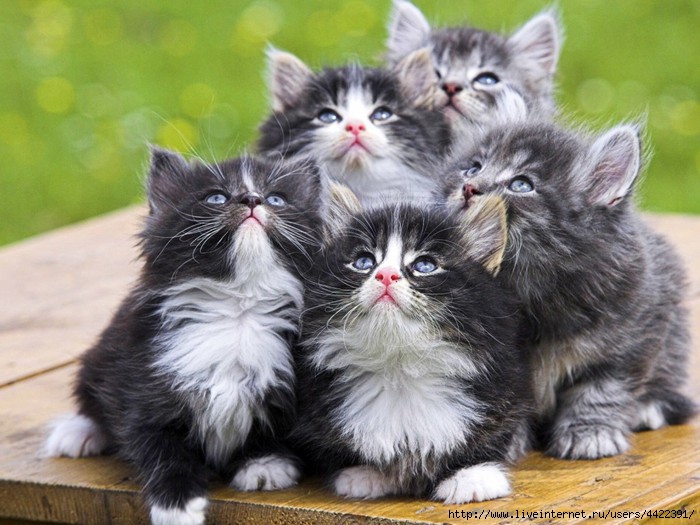 Animals_Cats_Nice_kittens_023054_ (700x525, 211Kb)