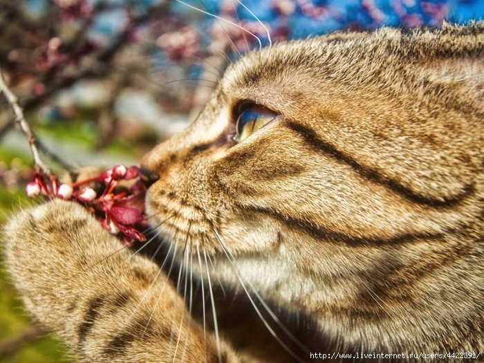 Animals_Cats_Pussycat_and_a_flower_023630_ (700x525, 275Kb)