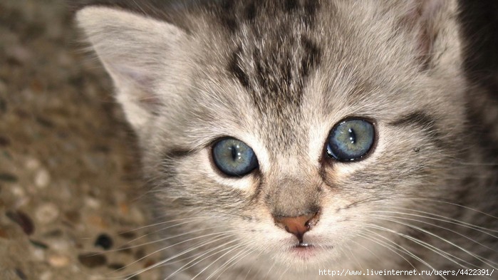 Animals_Cats_Kitten_with_blue_eyes_013625_ (700x393, 163Kb)