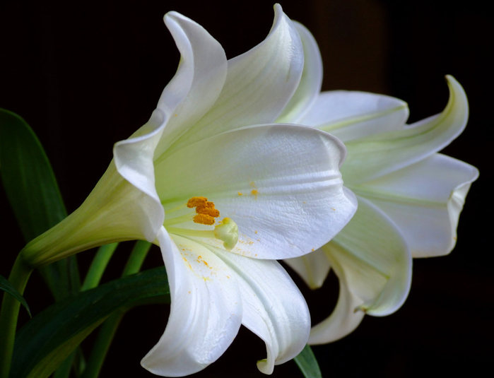 white-lilies (700x535, 48Kb)