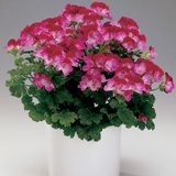 4052807_pelargonium1 (160x160, 8Kb)