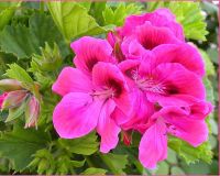 4052807_pelargonium_grandiflorum1 (200x160, 10Kb)