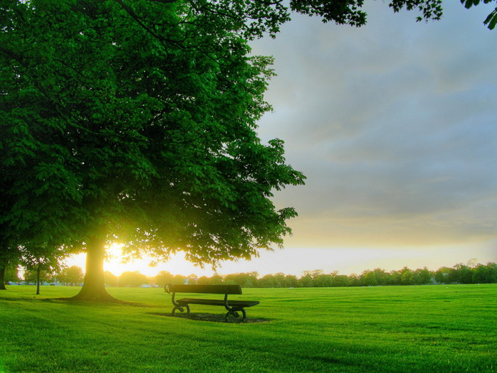 Nature_Other_Morning_in_park_005301_ (700x525, 120Kb)